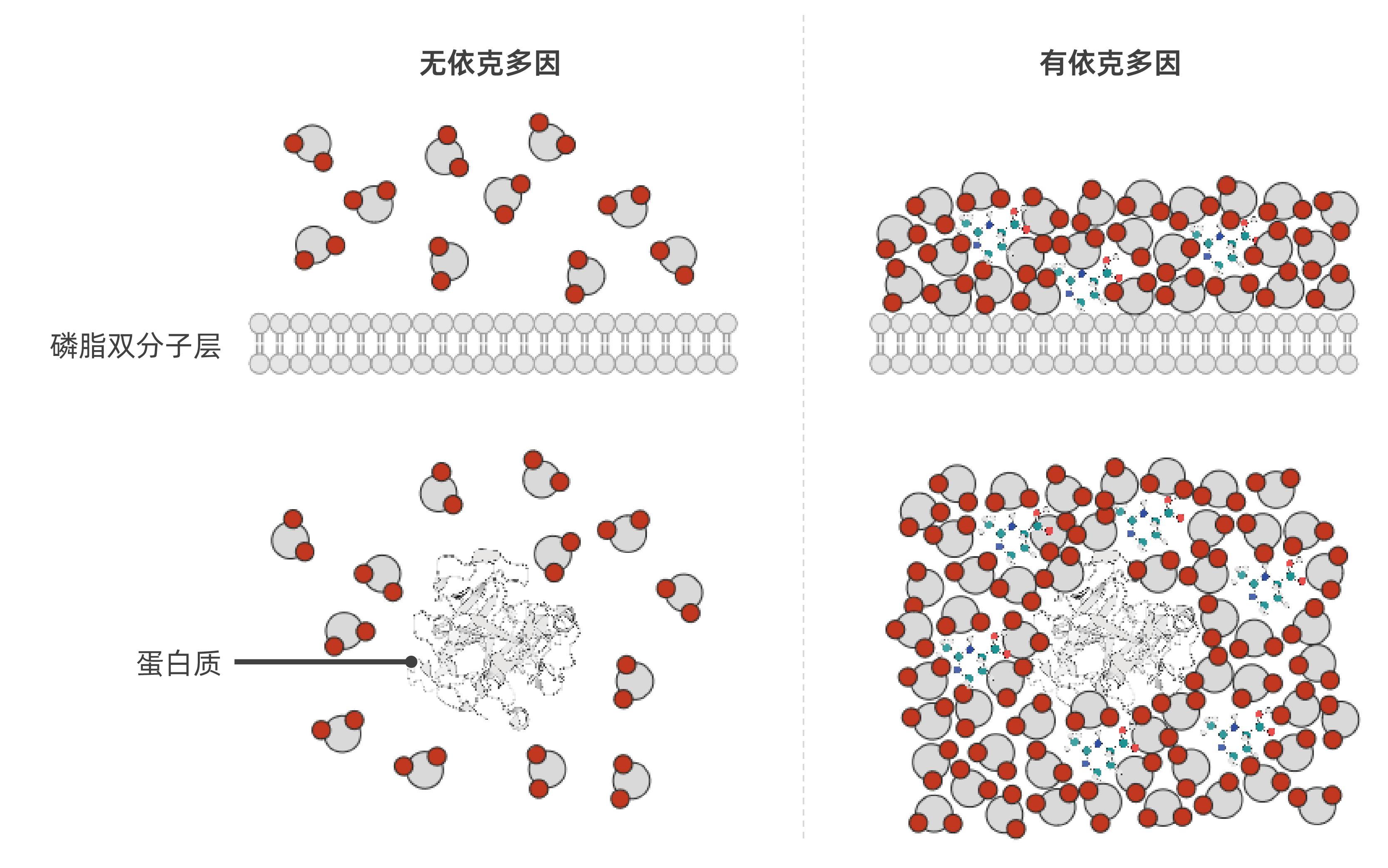 依克多因 依克多因