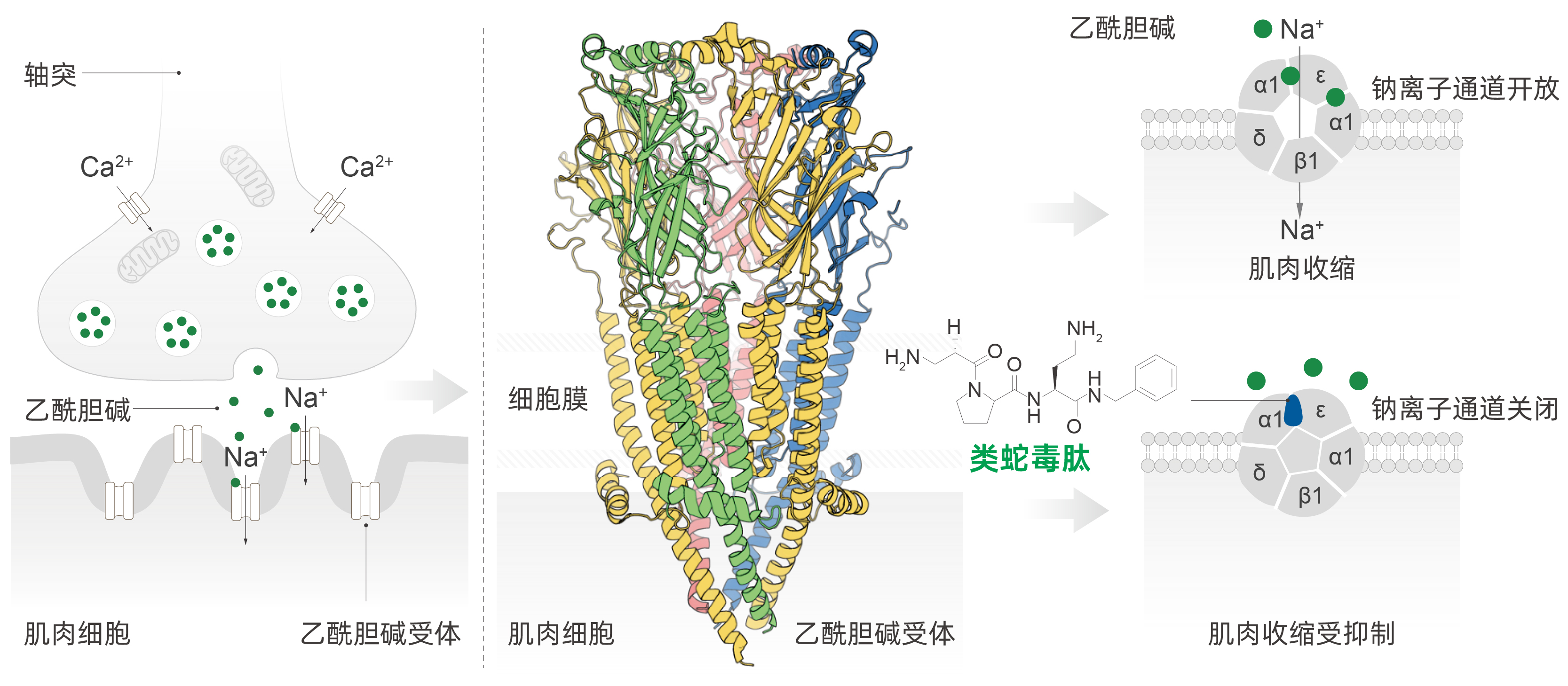 二肽二氨基丁酰苄基酰胺二乙酸盐 二肽二氨基丁酰苄基酰胺二乙酸盐