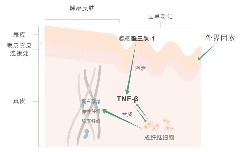选对功效成分，和皱纹轻松Say No！