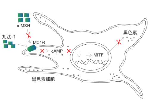 美白成分怎么挑？