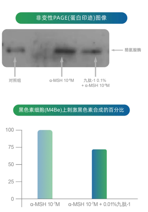 美白成分怎么挑? 美白成分怎么挑?