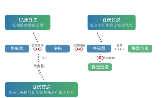美白成分怎么挑？