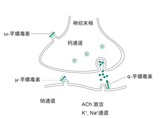 皱纹橡皮擦——芋螺毒素肽