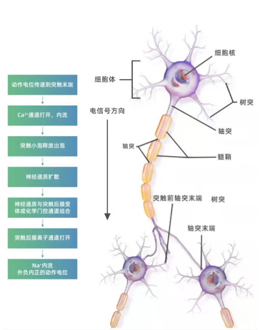 皱纹橡皮擦——芋螺毒素肽