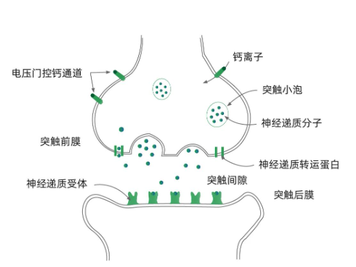 皱纹橡皮擦——芋螺毒素肽