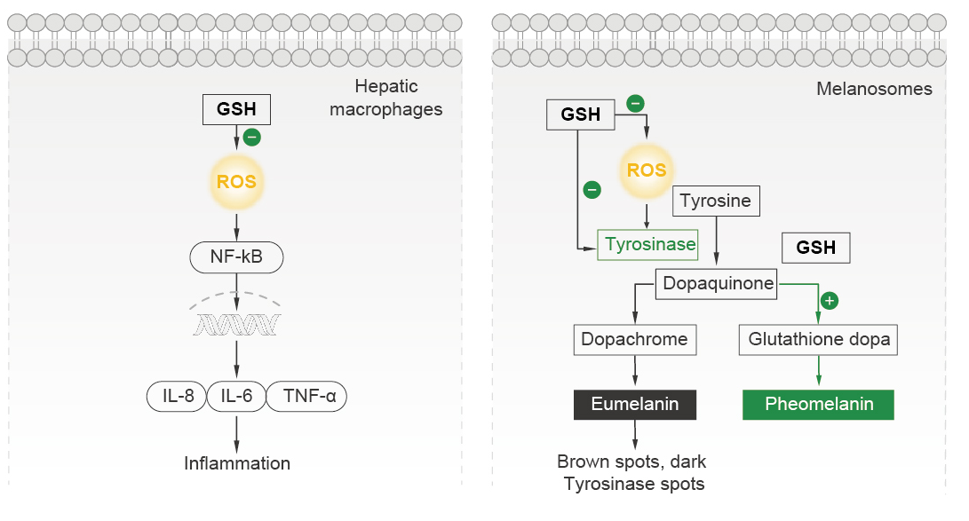 L-Glutathione Reduced L-Glutathione Reduced