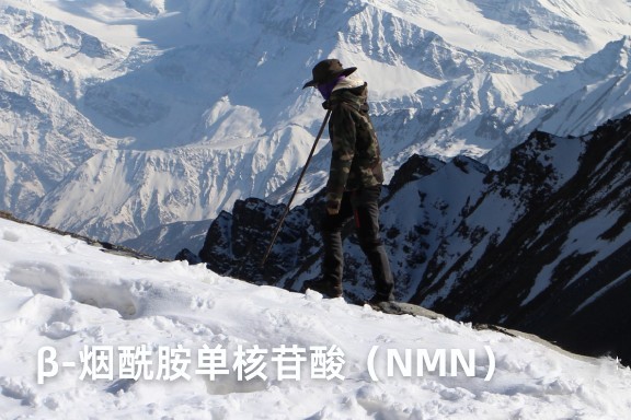 β-烟酰胺单核苷酸（NMN）