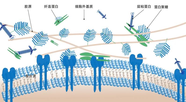 S构型-羟丙基四氢吡喃三醇