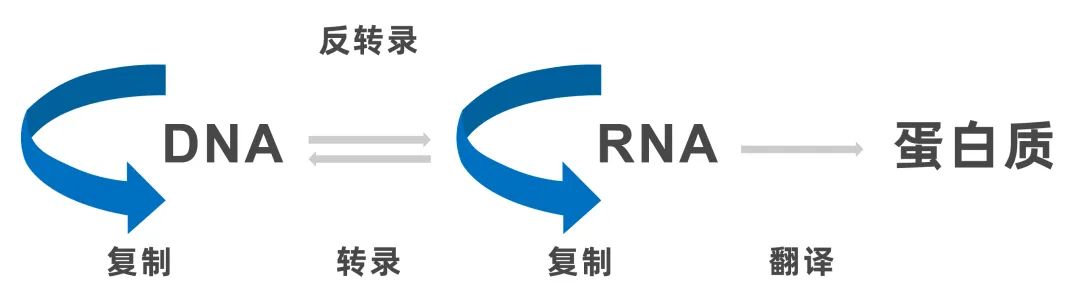 前沿资讯丨生命的起源:“RNA—多肽”的世界 前沿资讯丨生命的起源:“RNA—多肽”的世界