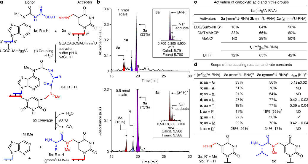 前沿资讯丨生命的起源：“RNA—多肽”的世界