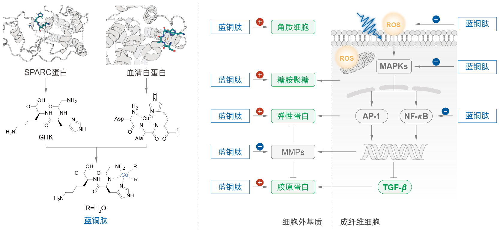 蓝铜肽 蓝铜肽