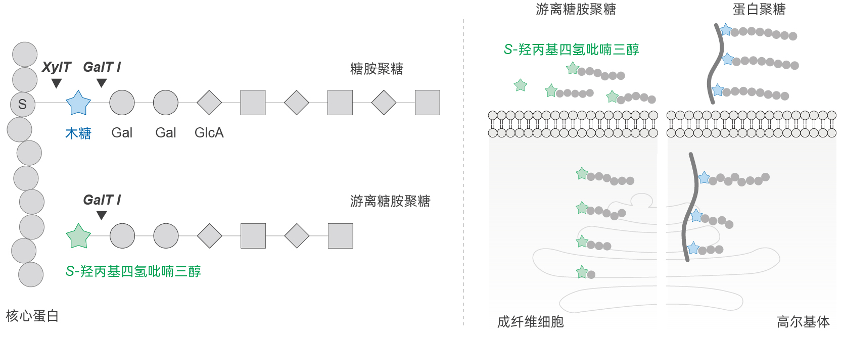 S-玻色因 S-玻色因