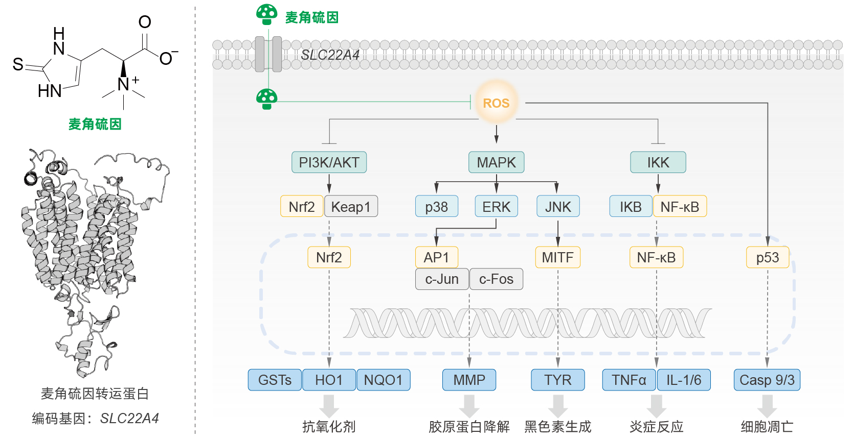 麦角硫因 麦角硫因