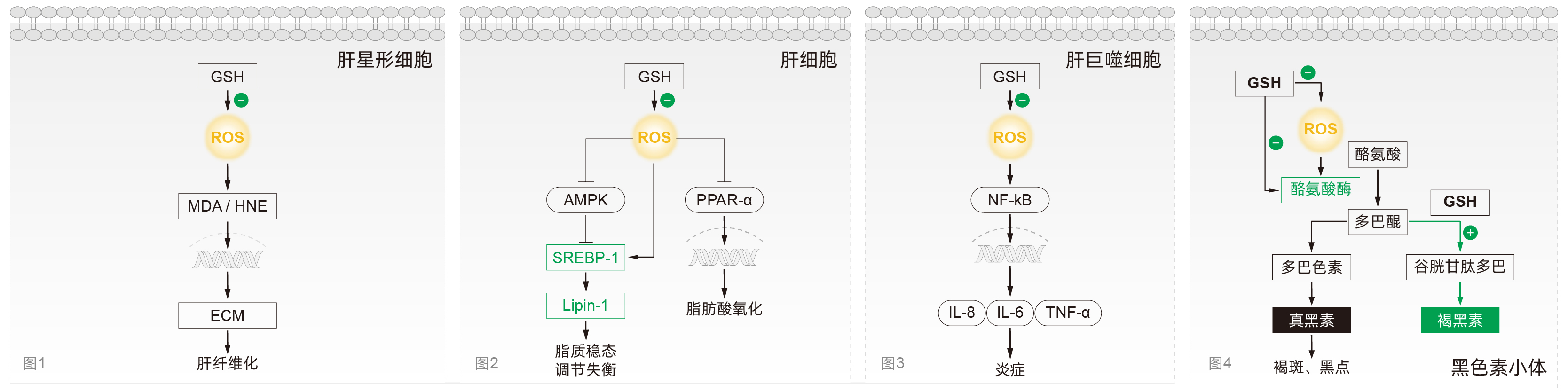 谷胱甘肽 谷胱甘肽