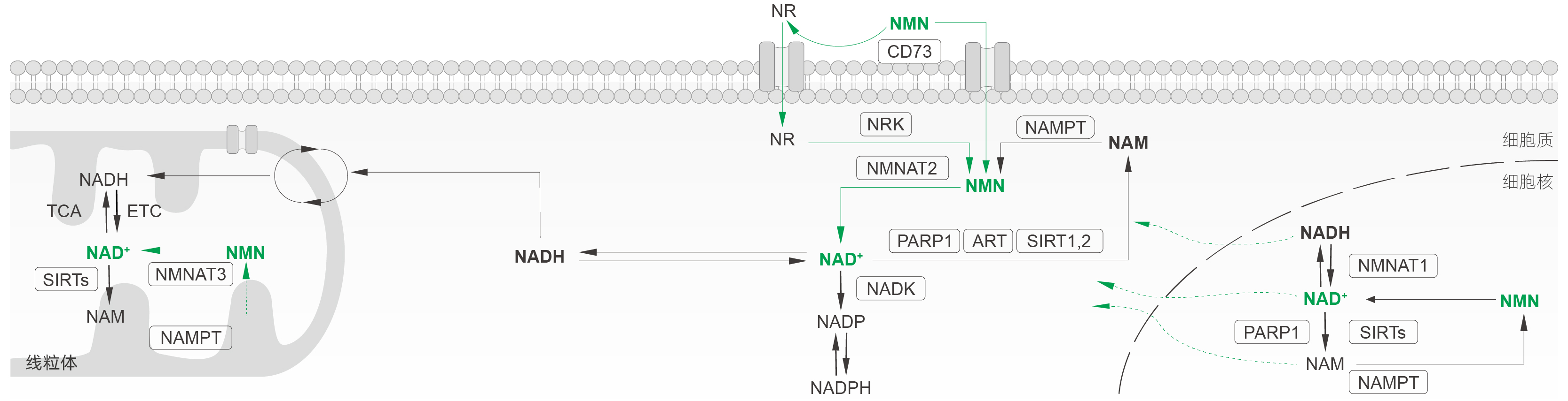 β-烟酰胺单核苷酸(NMN) β-烟酰胺单核苷酸(NMN)