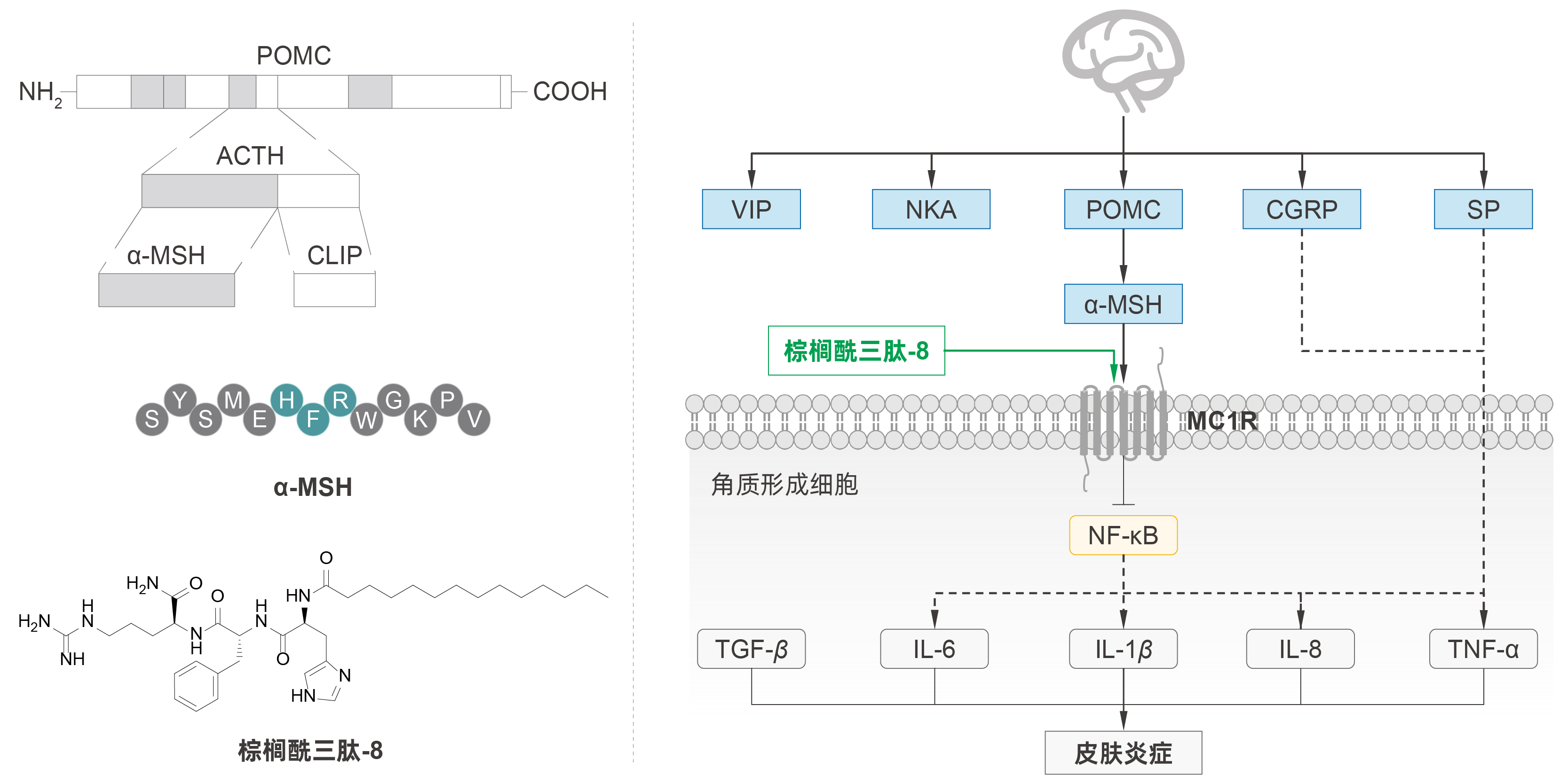 棕榈酰三肽-8 棕榈酰三肽-8