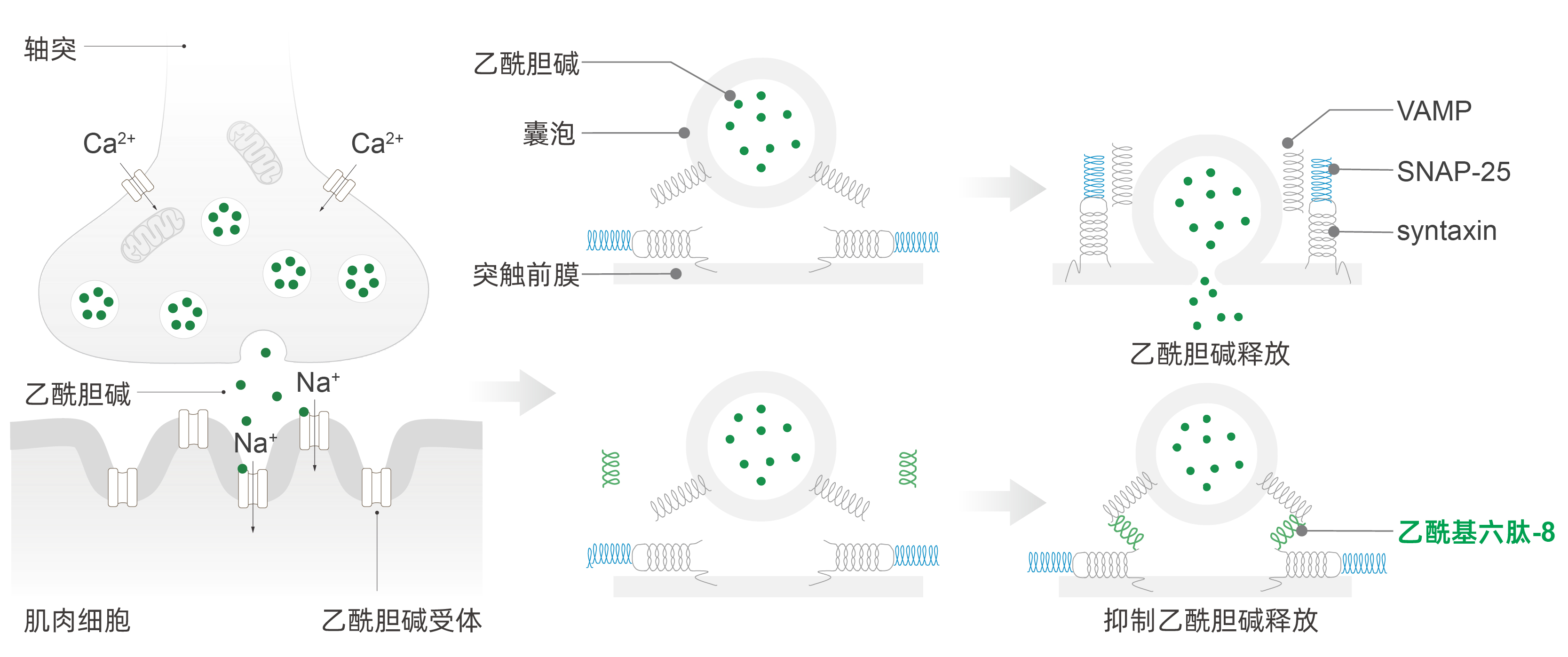 乙酰基六肽-8 乙酰基六肽-8
