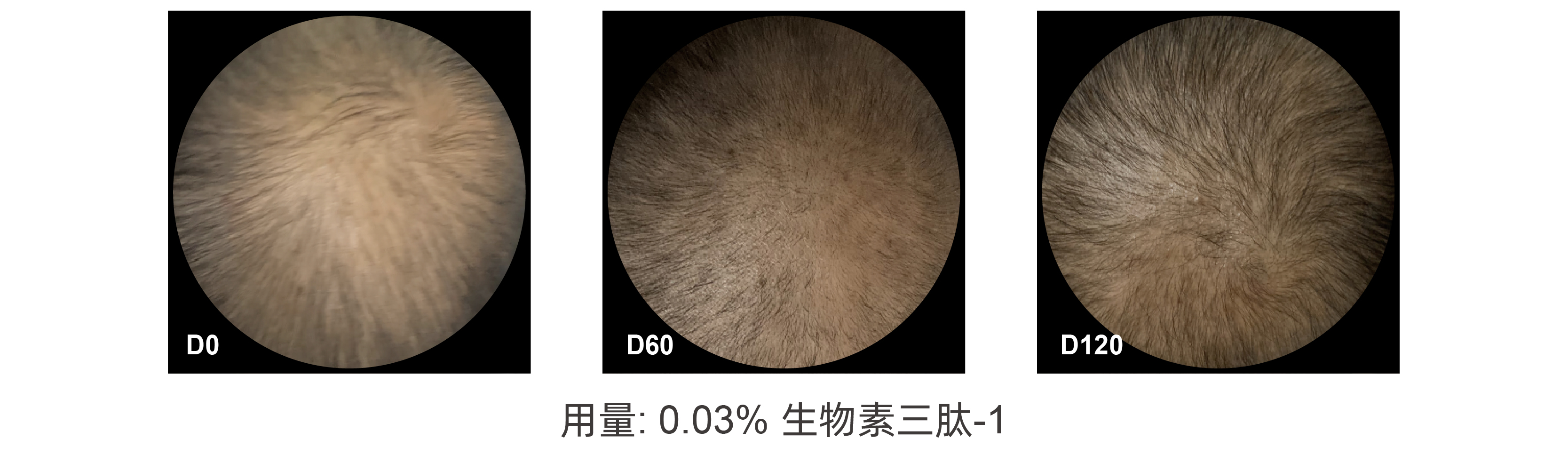 生物素三肽-1* 生物素三肽-1*