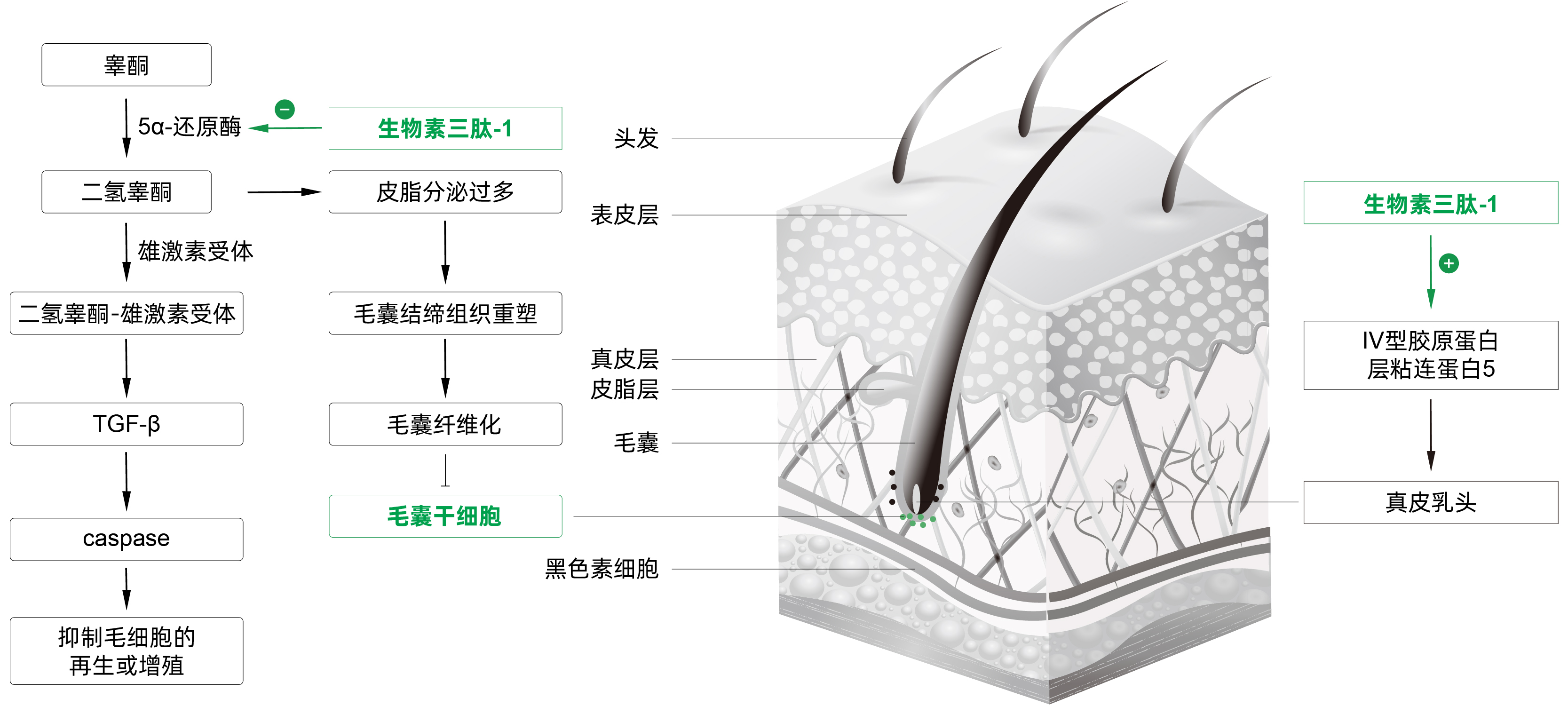 生物素三肽-1* 生物素三肽-1*
