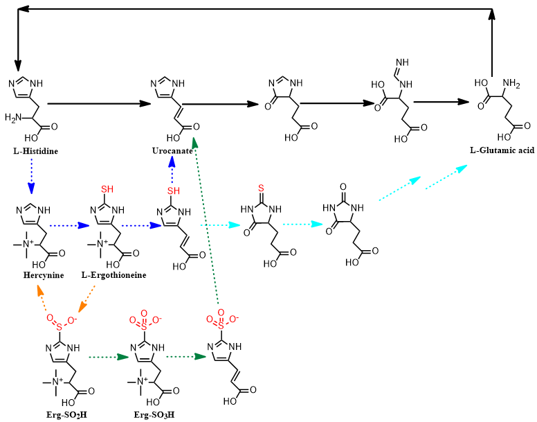 JACS丨酶成品合作研究成果在顶级学术期刊发表 JACS丨酶成品合作研究成果在顶级学术期刊发表