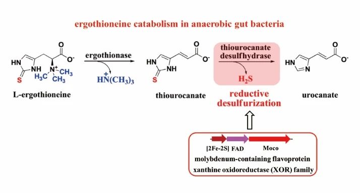 JACS丨酶成品合作研究成果在顶级学术期刊发表 JACS丨酶成品合作研究成果在顶级学术期刊发表