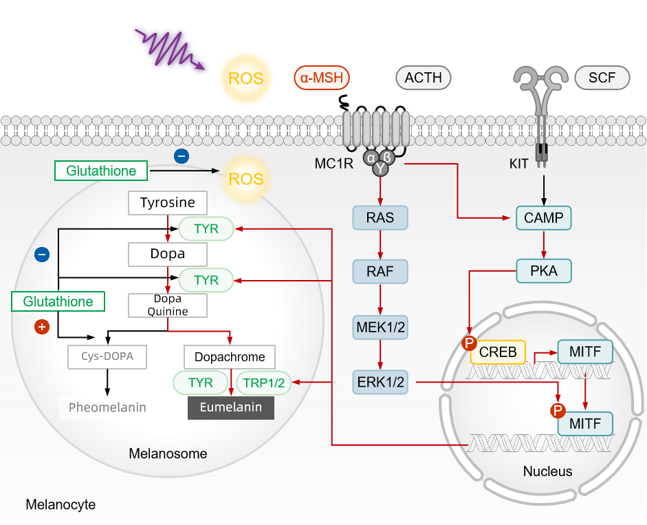  Glutathione