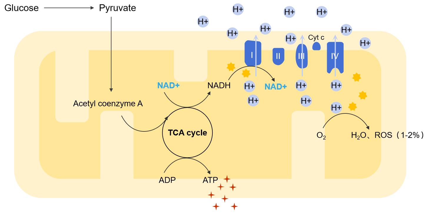 NAD；Nicotinamide adenine dinucleotide