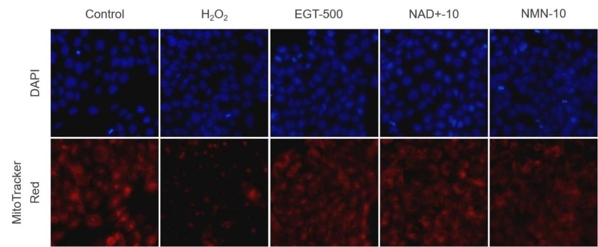NAD；Nicotinamide adenine dinucleotide