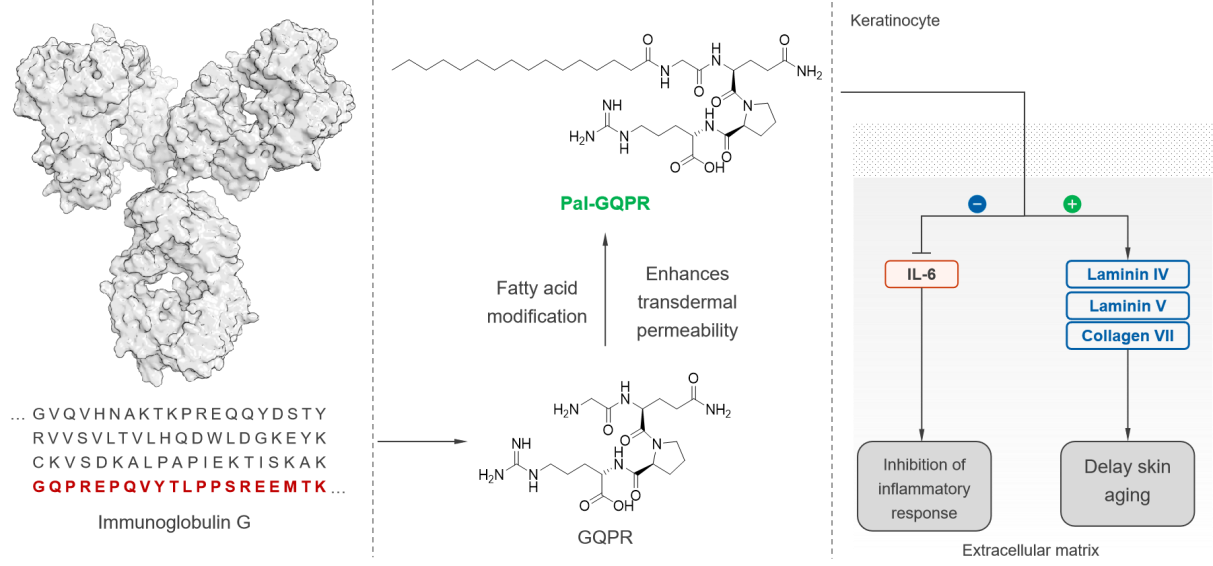 Palmitoyl tetrapeptide-7 Palmitoyl tetrapeptide-7