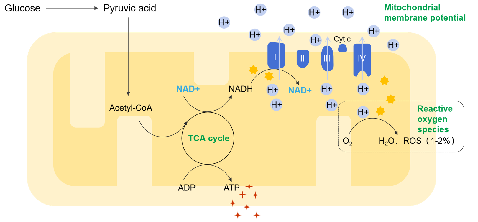NAD+ NAD+