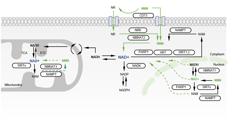 ReBiohub®NMN ReBiohub®NMN