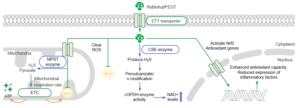 ReBiohub® EGT ReBiohub® EGT