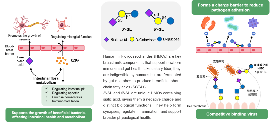 Sialylated HMOs (3’-SL, 6’-SL)