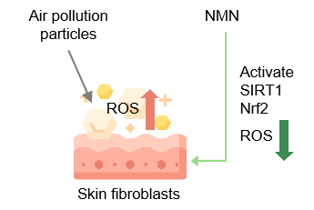 β-Nicotinamide Mononucleotide(NMN) β-Nicotinamide Mononucleotide(NMN)