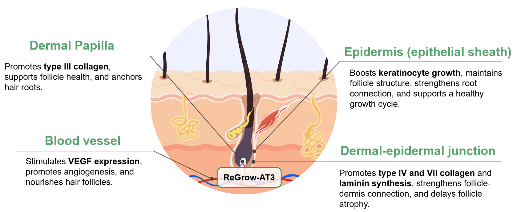 ReGrow-AT3 ReGrow-AT3